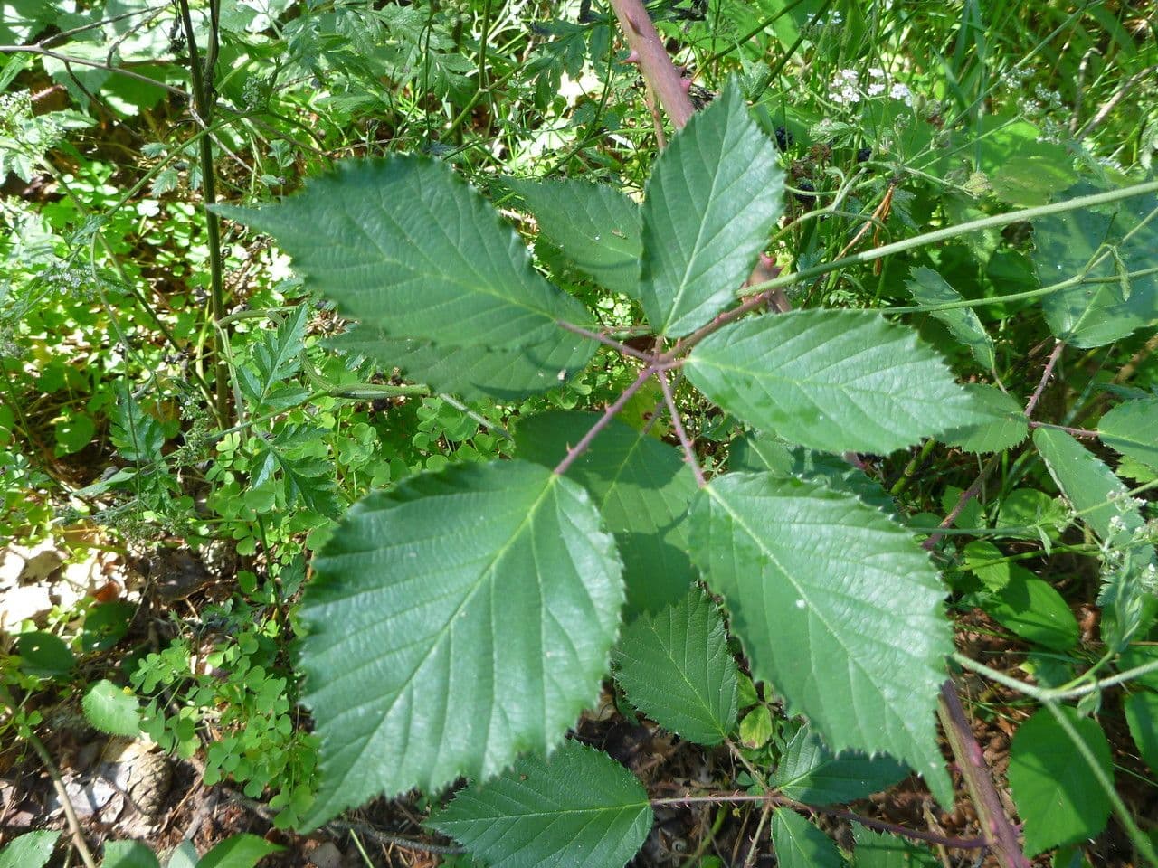 Rovo 6