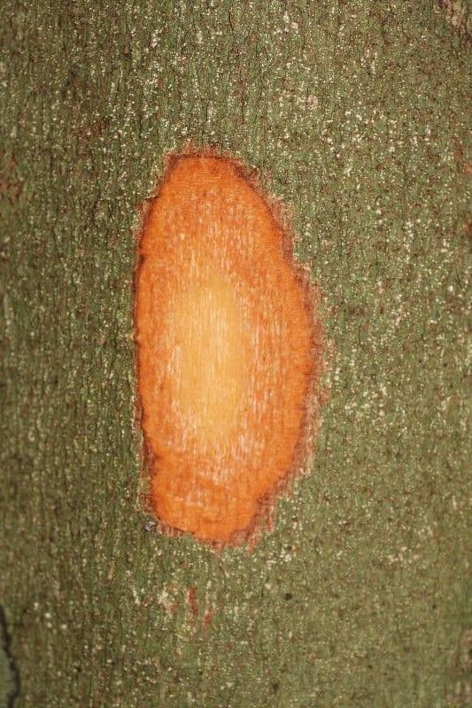 Dendrobangia 13