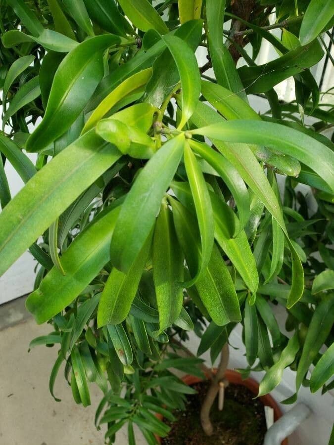 Podocarpus 4