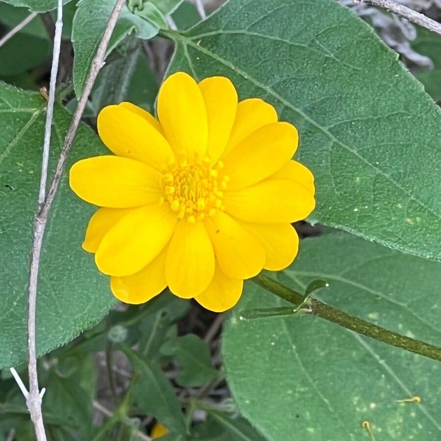 Ranunculus macranthus