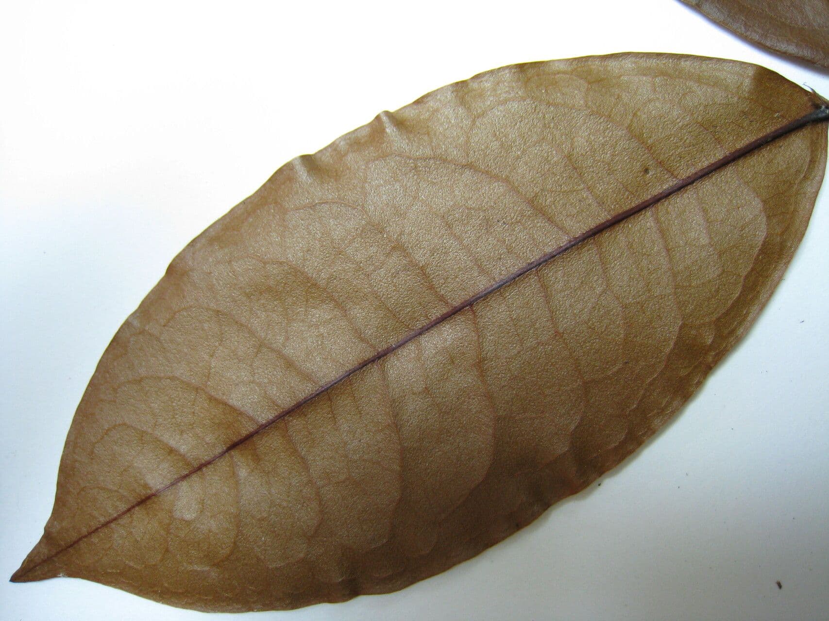 Erythroxylum citrifolium 8