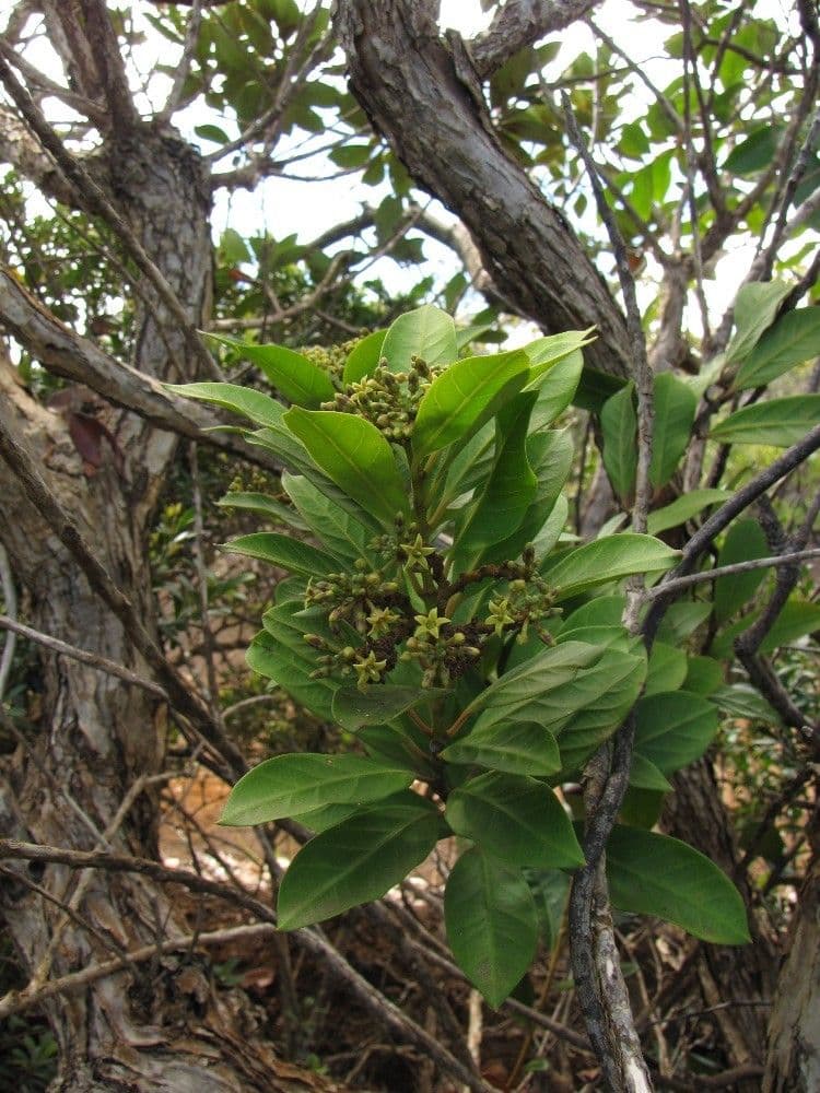 Parsonsia laxiflora