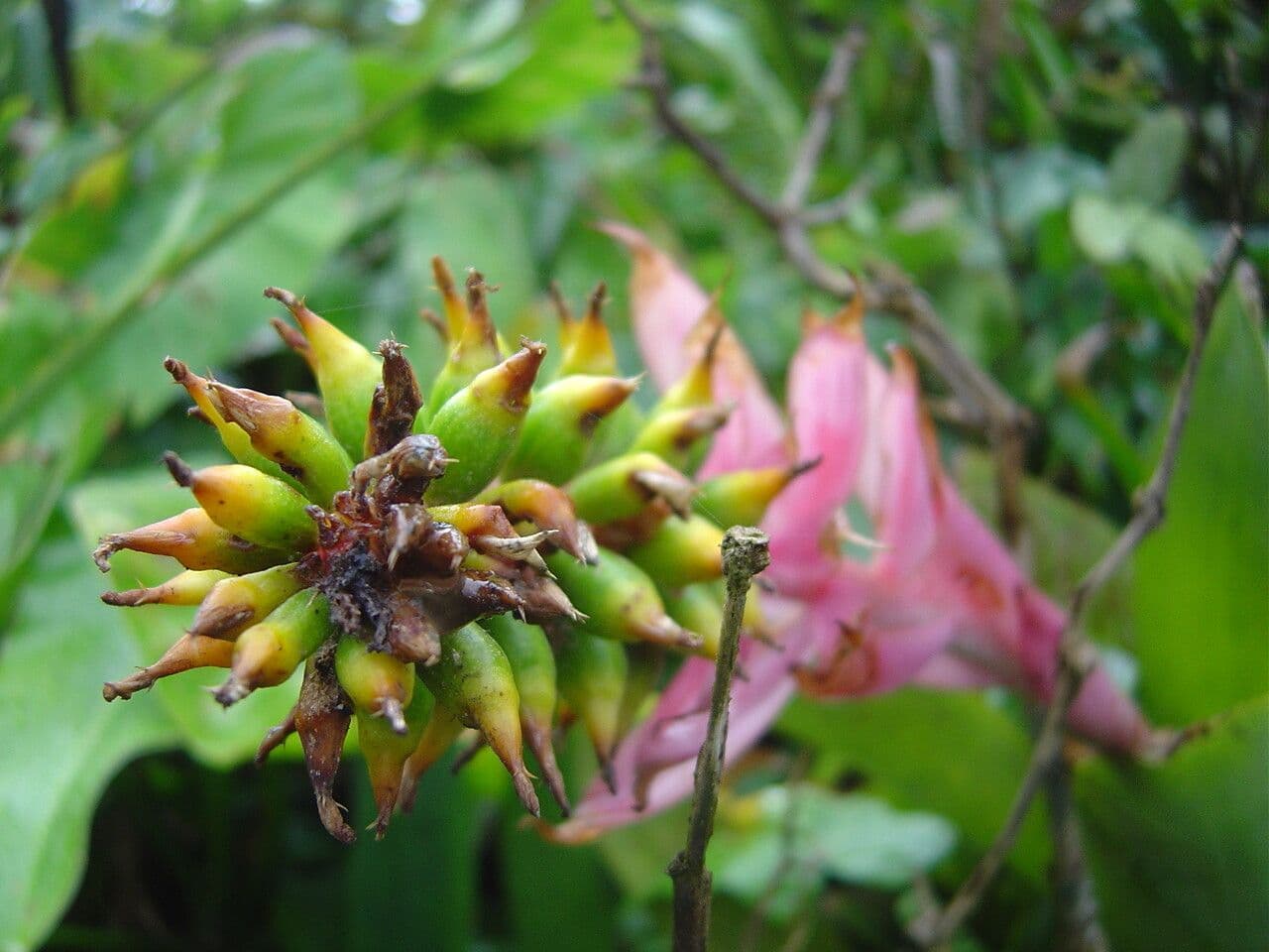 Aechmea nudicaulis 13