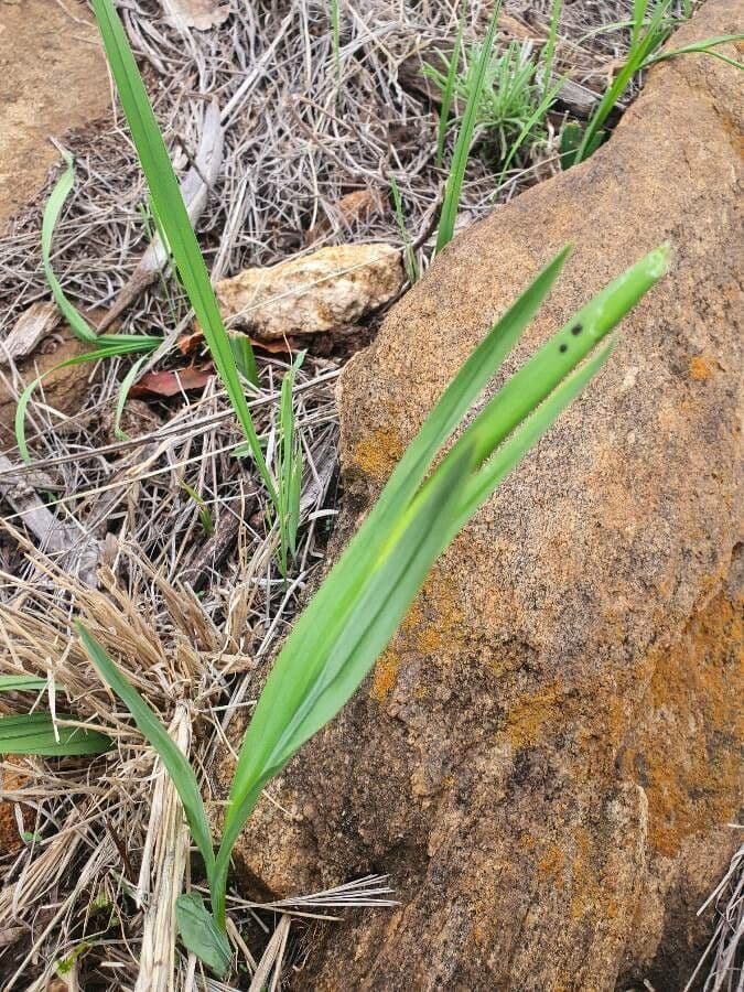 Gladiole 12