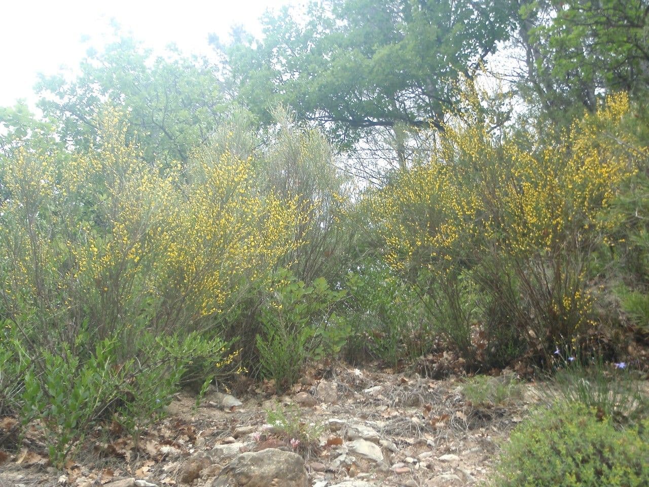 Ginestra cenerina 12