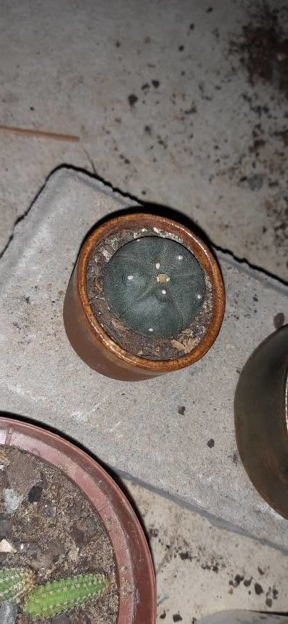 Peyote 17