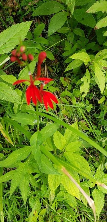 Lobelia cardinale 2
