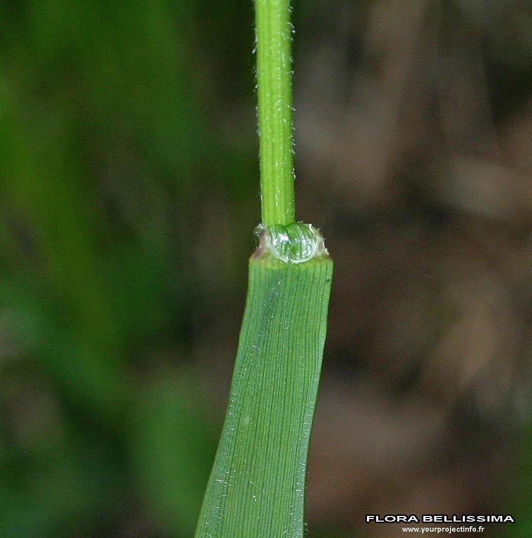 Erba perla pendula 22
