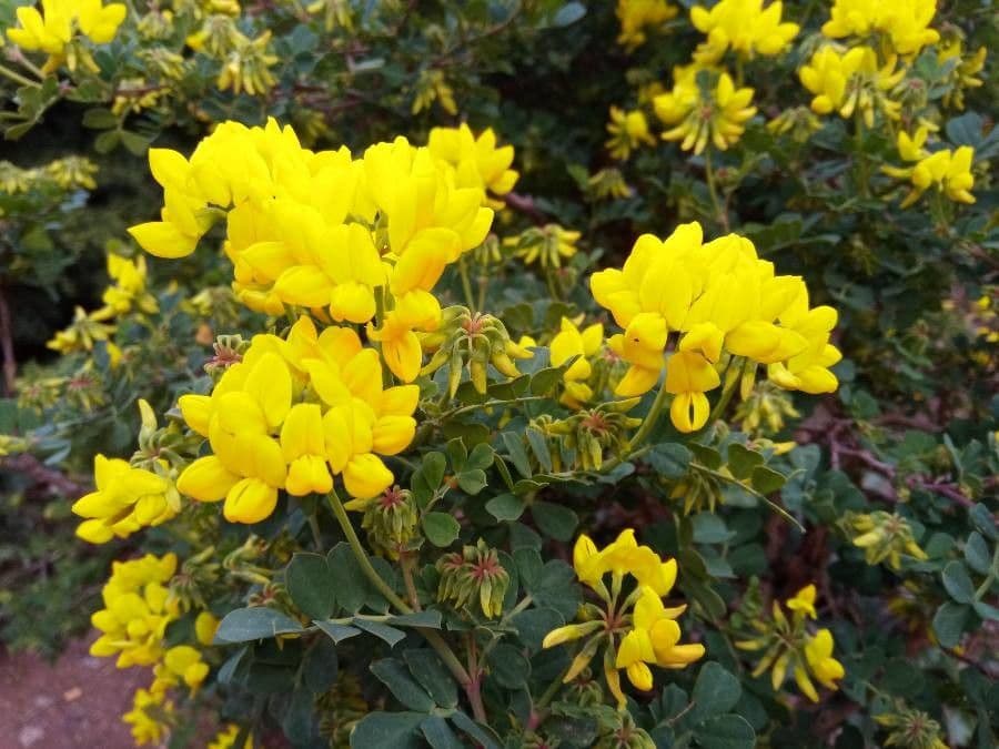 Coronilla coronata 7