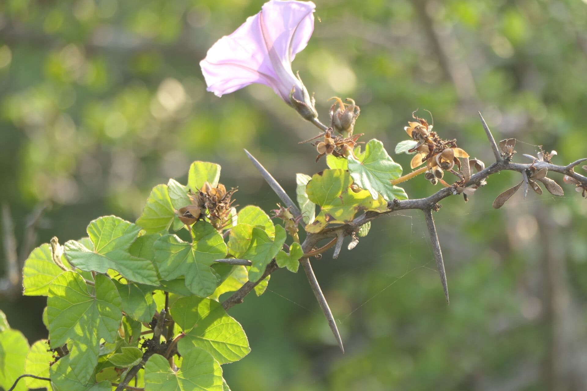 Ipomoea 5