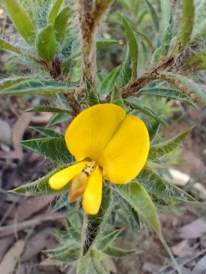 Pultenaea villifera