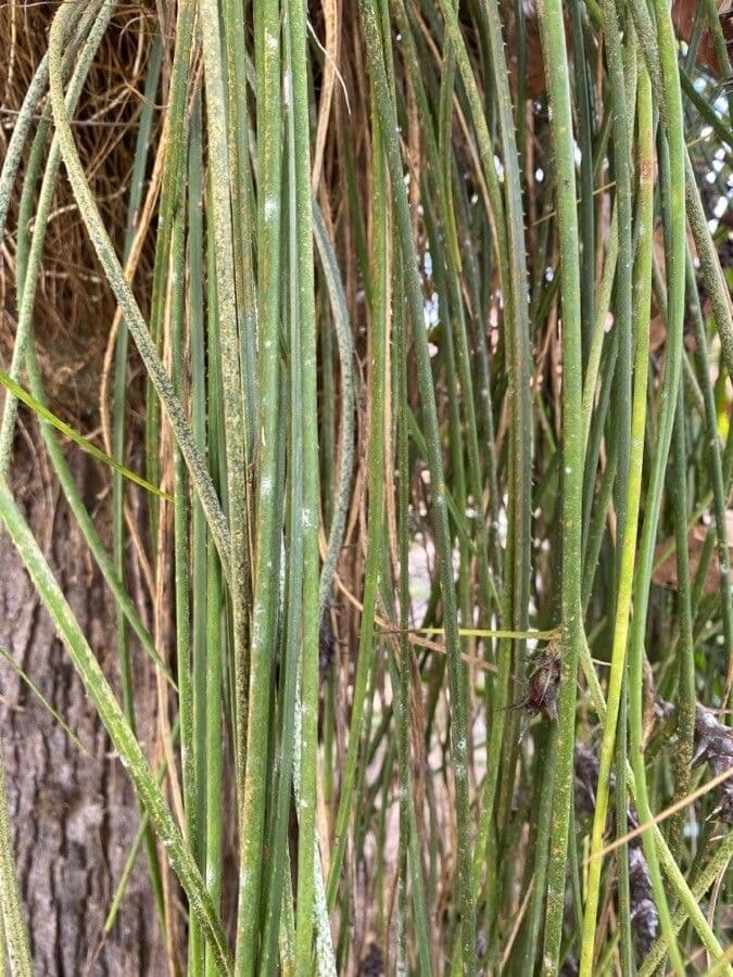 Acanthostachys 5