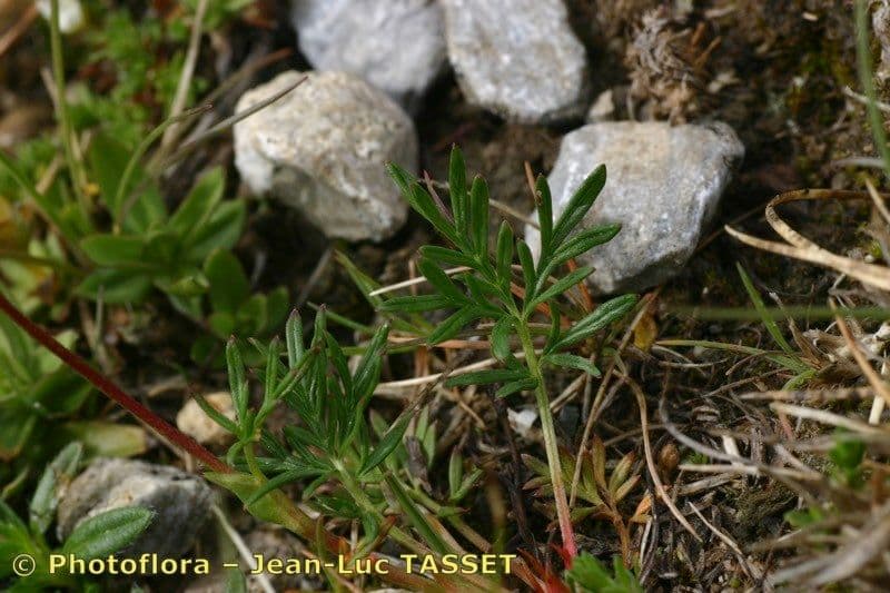 Potentilla multifida 10