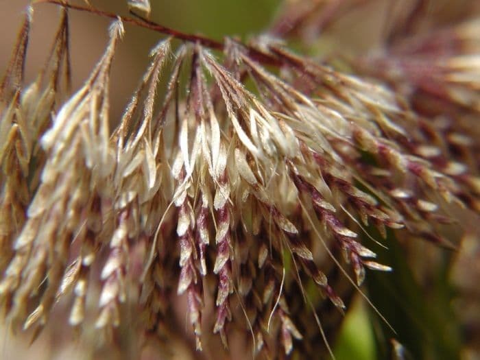Lamarckia dorata 2