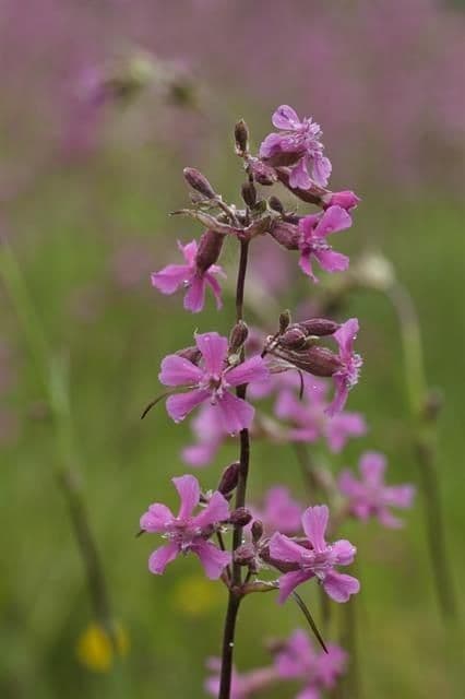 Silene viscido 4