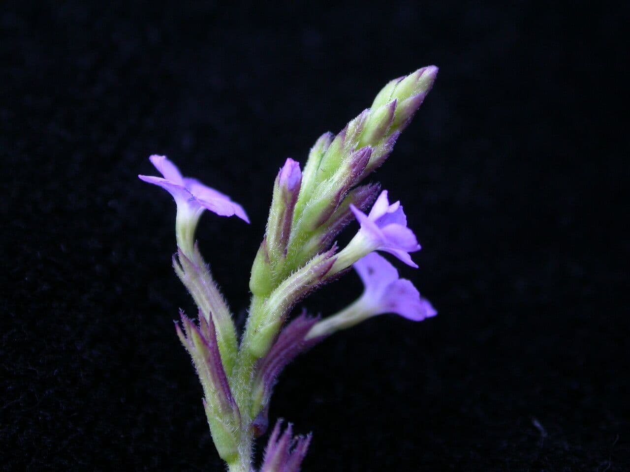 Buchnera 2