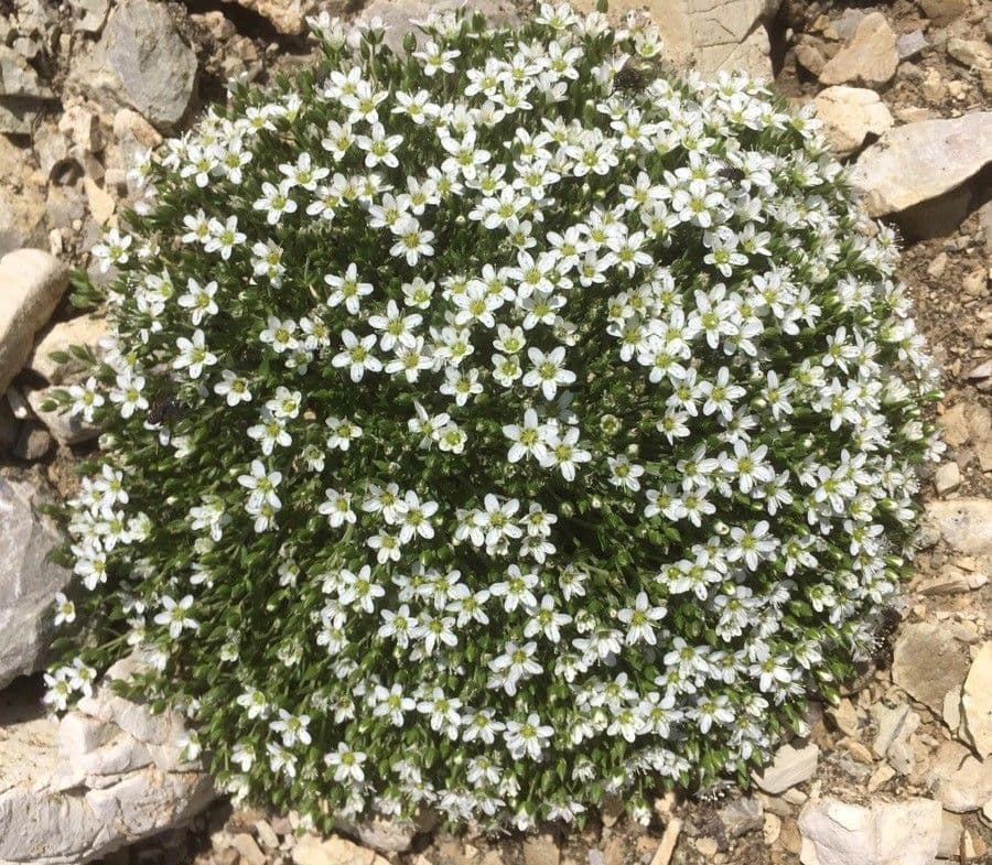 Arenaria grandiflora 18