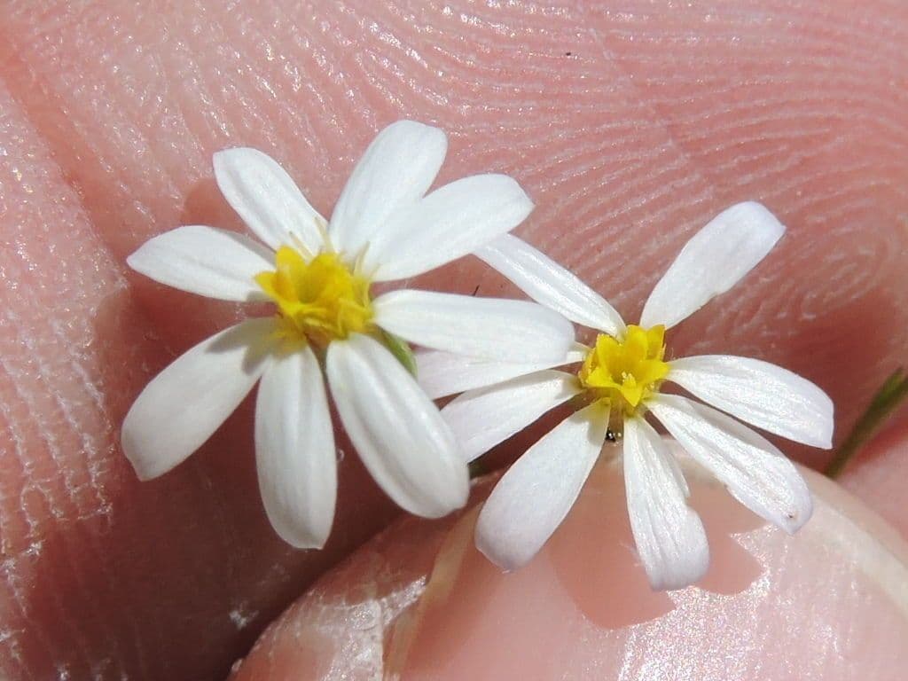 Sterndaisy 3