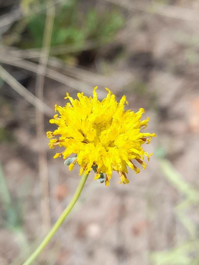 Thelesperma 3