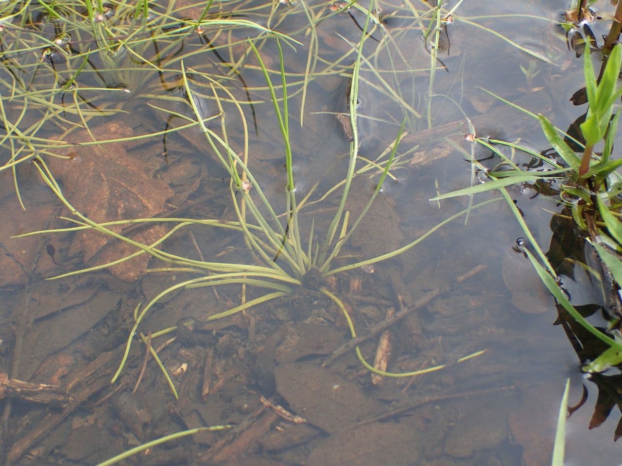 Isoetes setacea 8