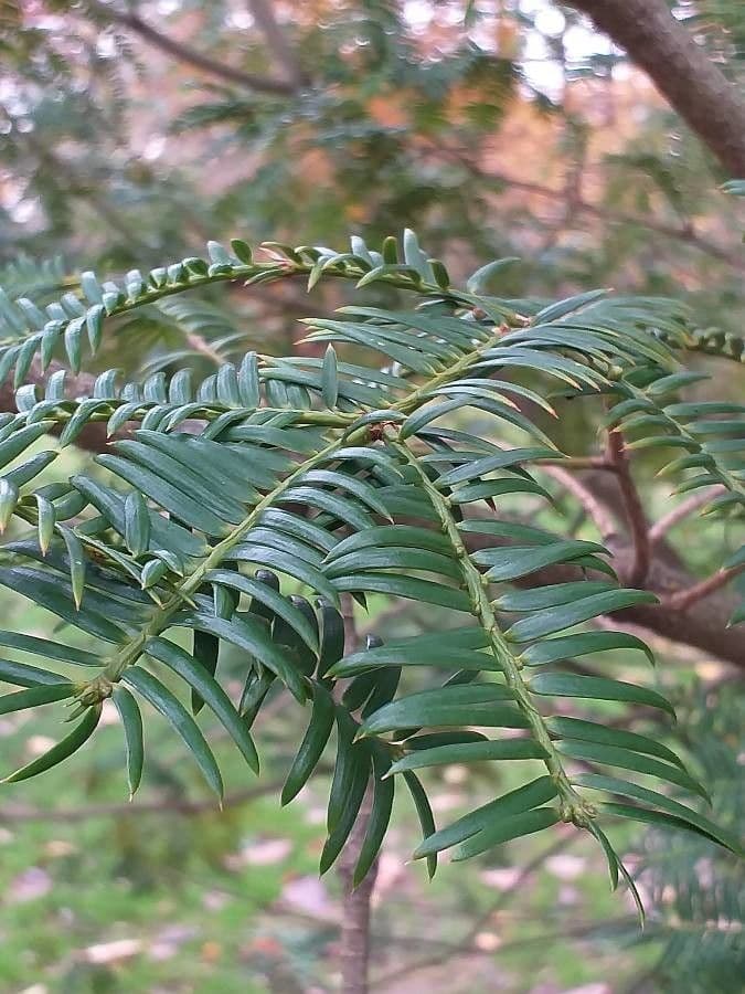 Torreya cinese 4
