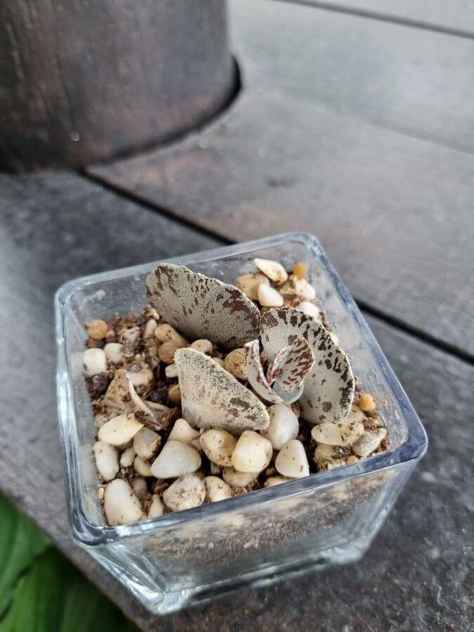 Kalanchoe romboidalna 4