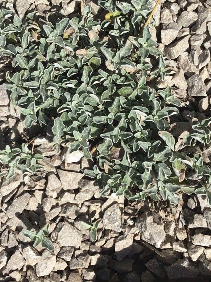 Teucrium 2