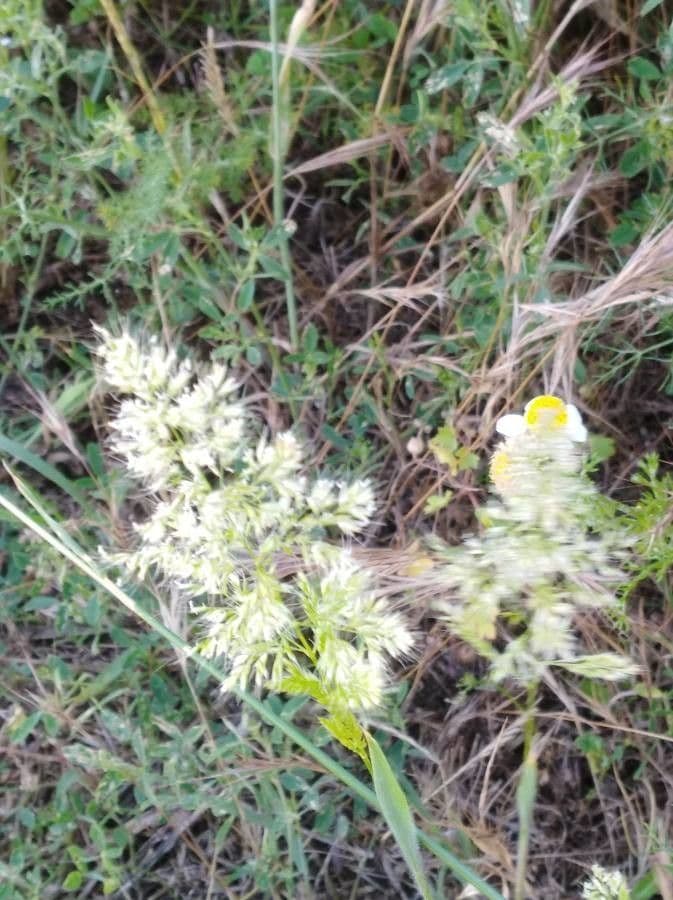 Trisetaria panicea 4
