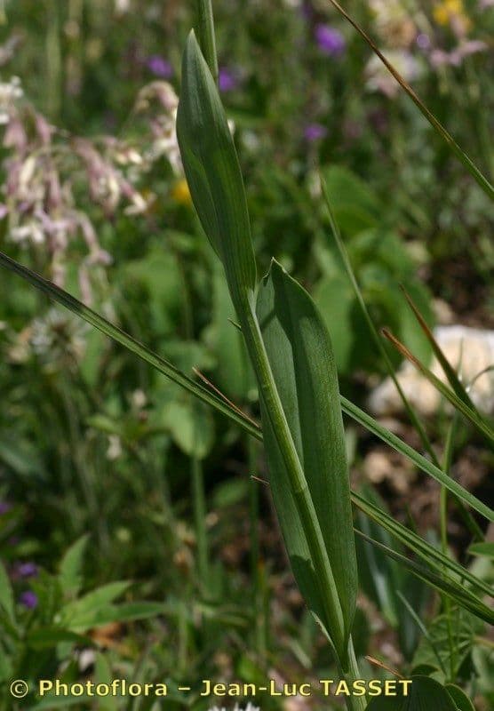 Kugelorchis 16