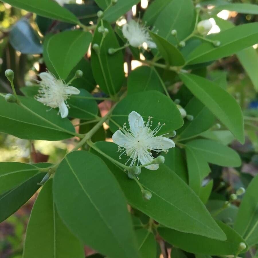 Eugenia 6