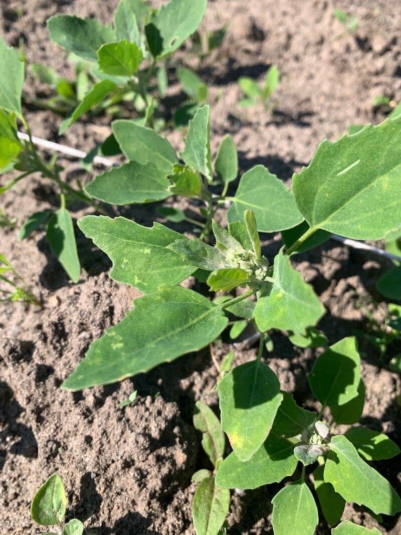 Chenopodium berlandieri 15