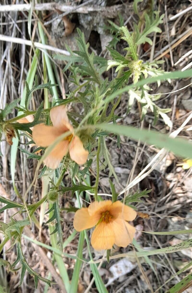 Turnera sidoides 6