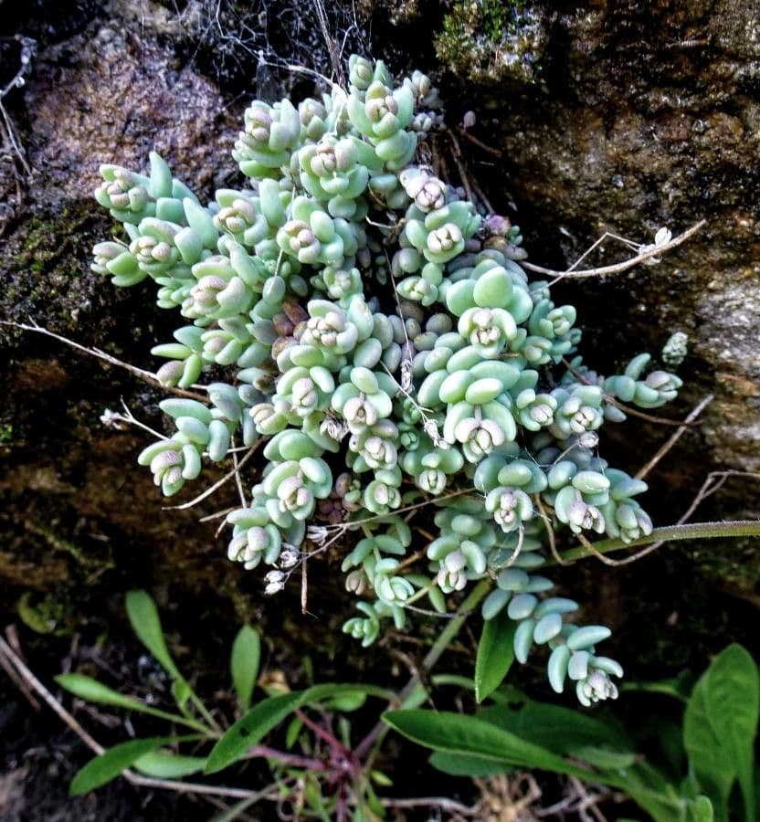 Borracina cinerea 16