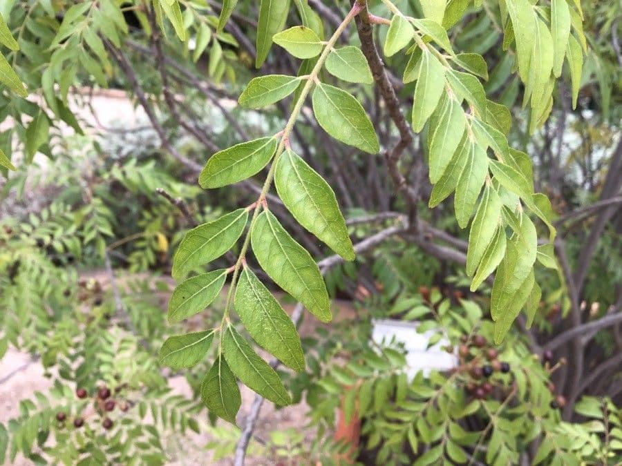 Clausena anisata 5