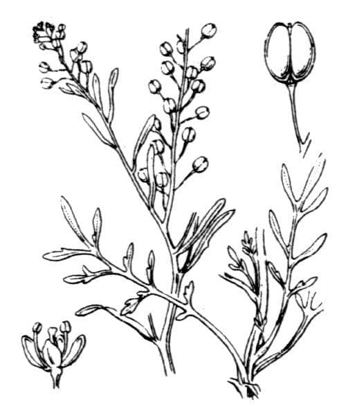 Lepidio ruderale 22