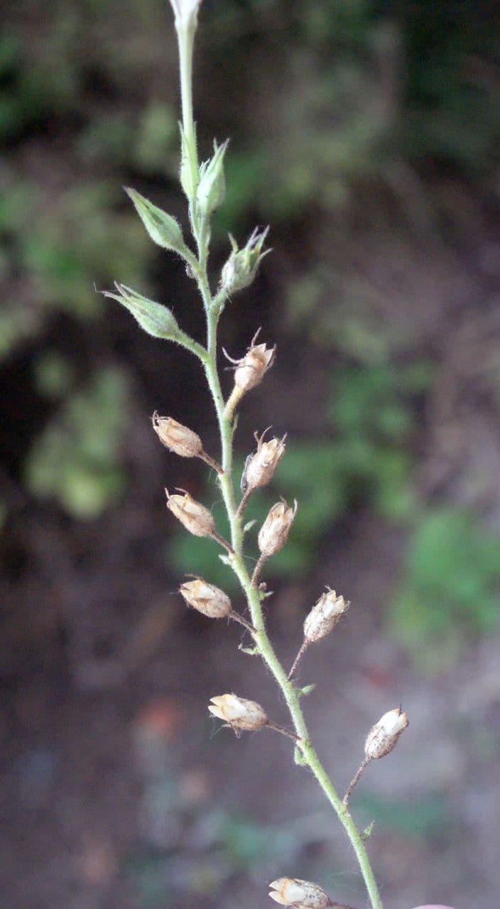 Plumbago zeylanica 4
