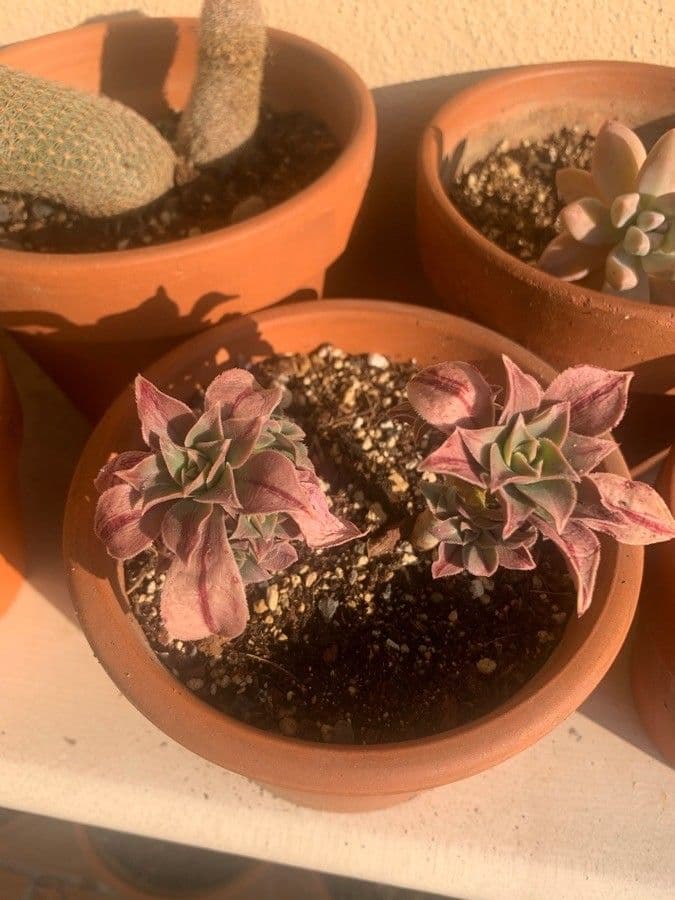 Aeonium 9