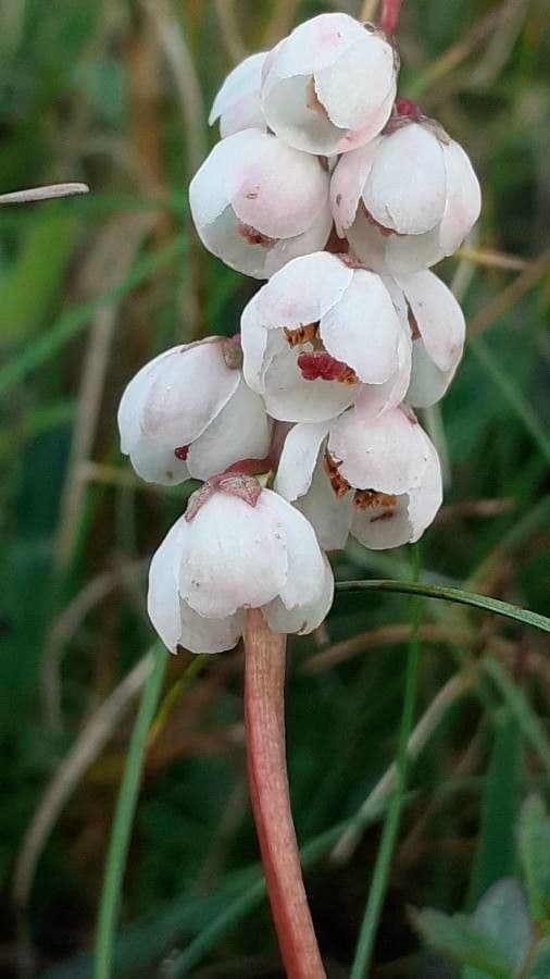 Piroletta minore 10