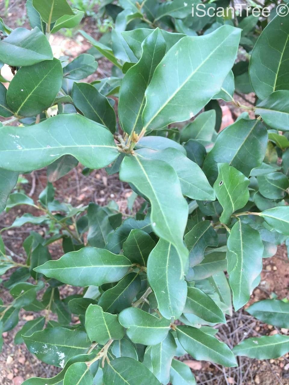 Pera bianca 16