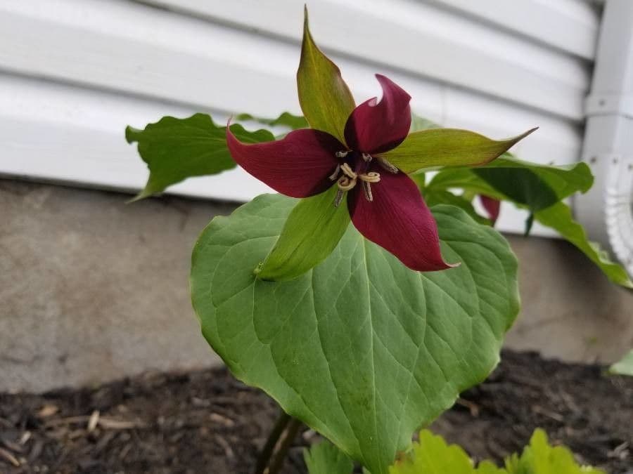 Trillium eretto 7