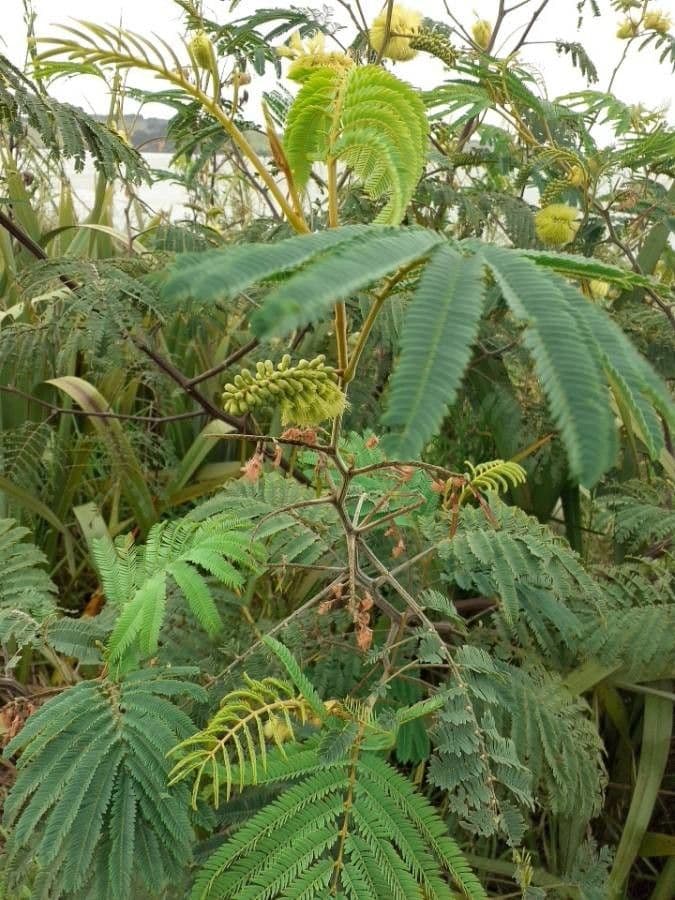 Albizia australiana 23