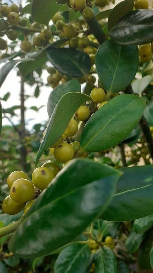 Lindera communis