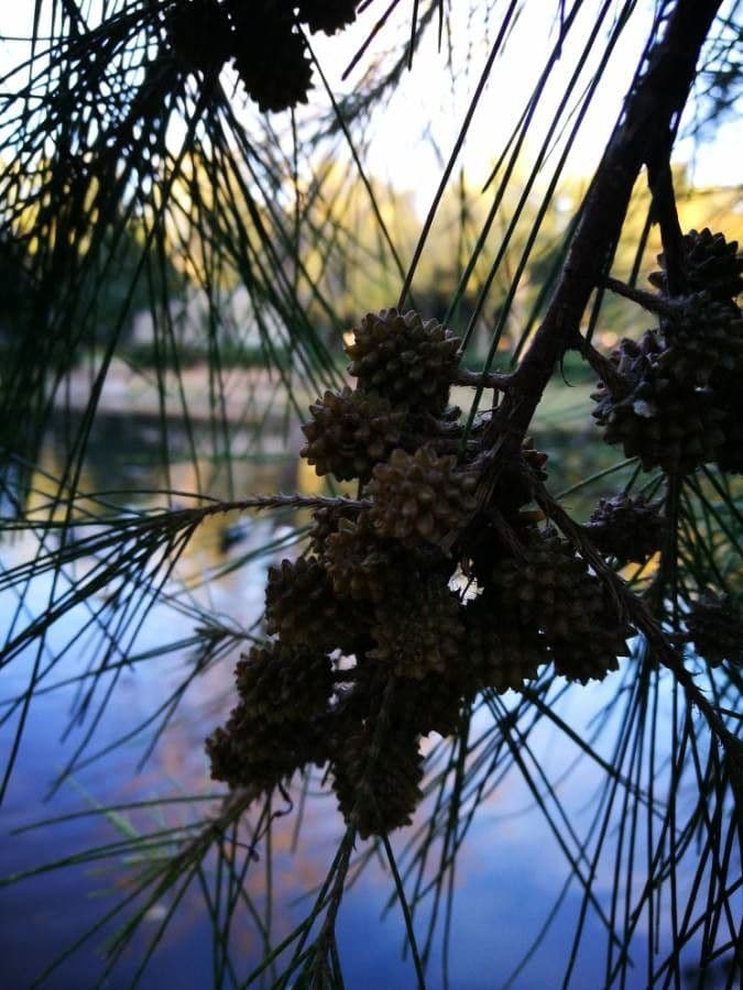 Casuarina di Cunningham 7