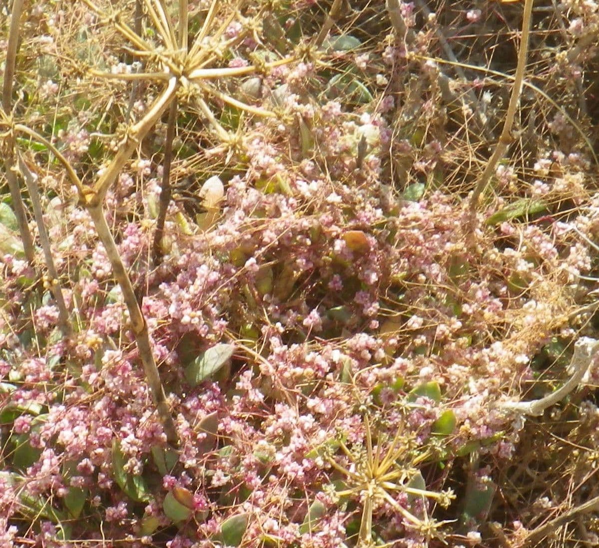 Cuscuta 8