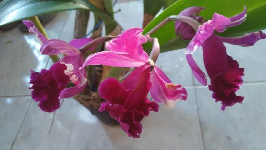 Lawrence-Cattleya