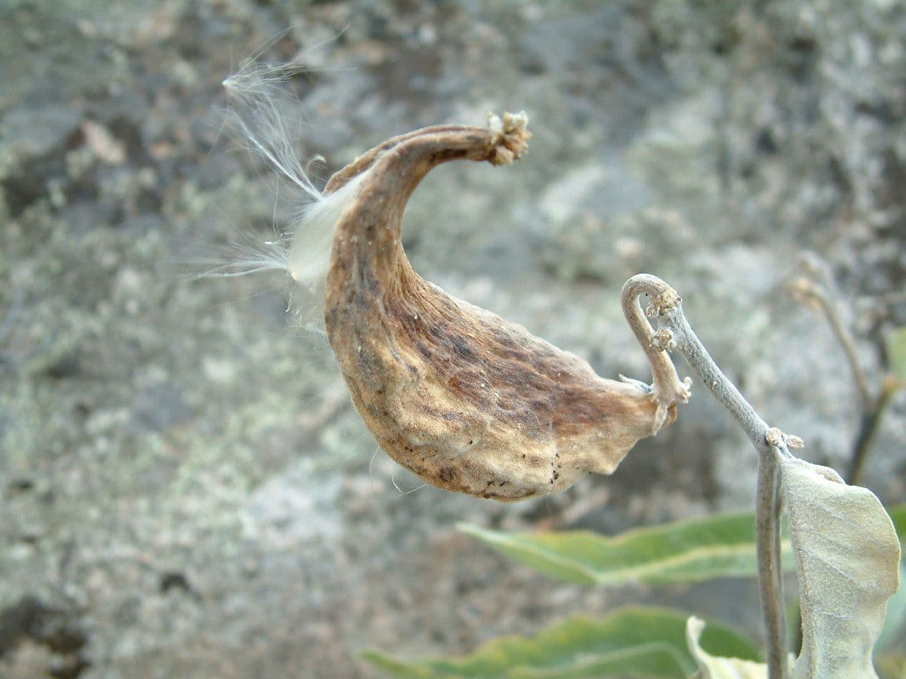 Asclepias
