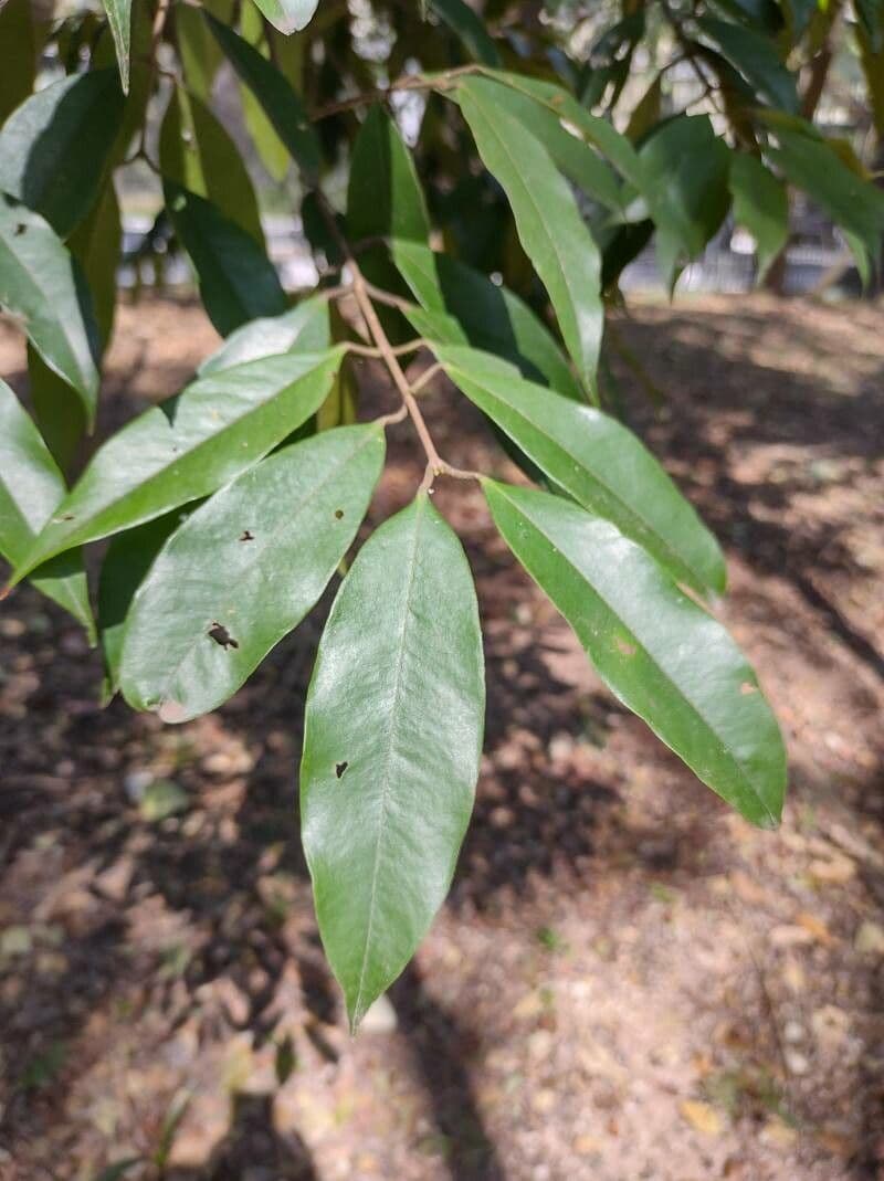 Jabotikaba 6