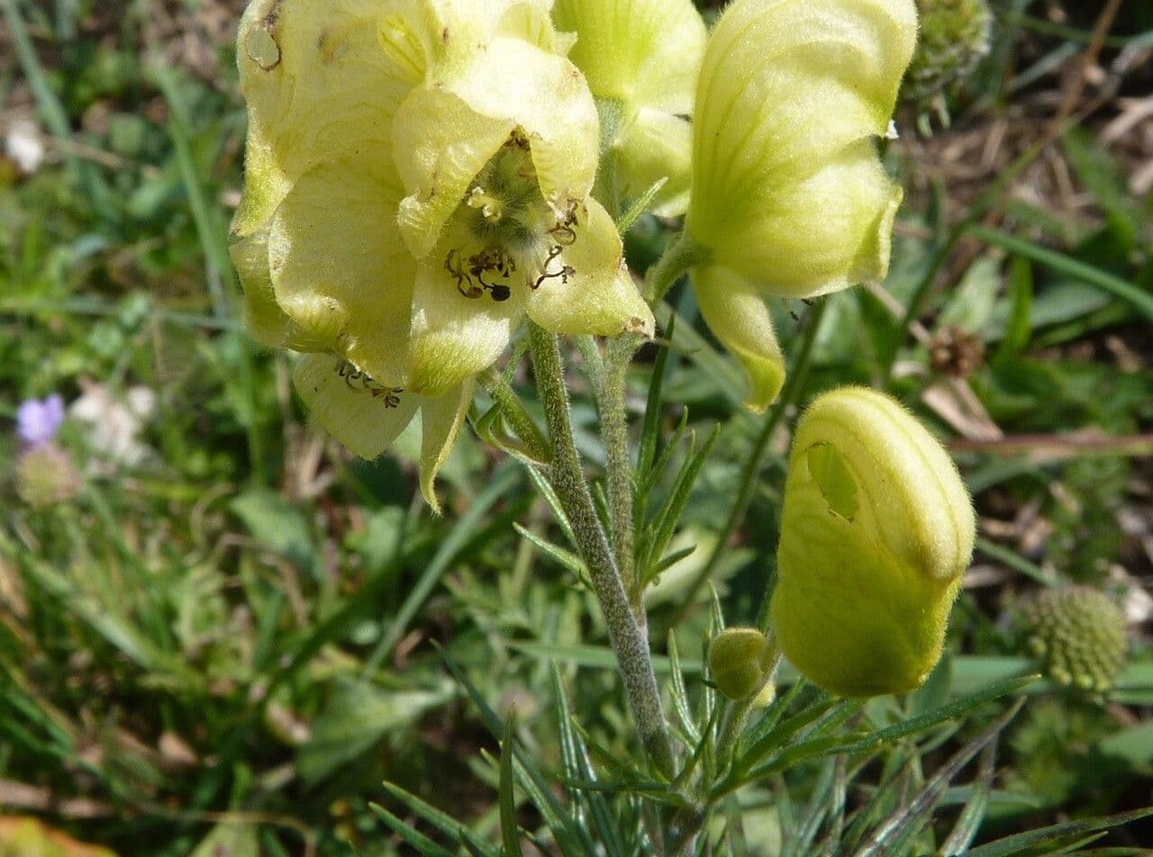 Aconito anthora 24