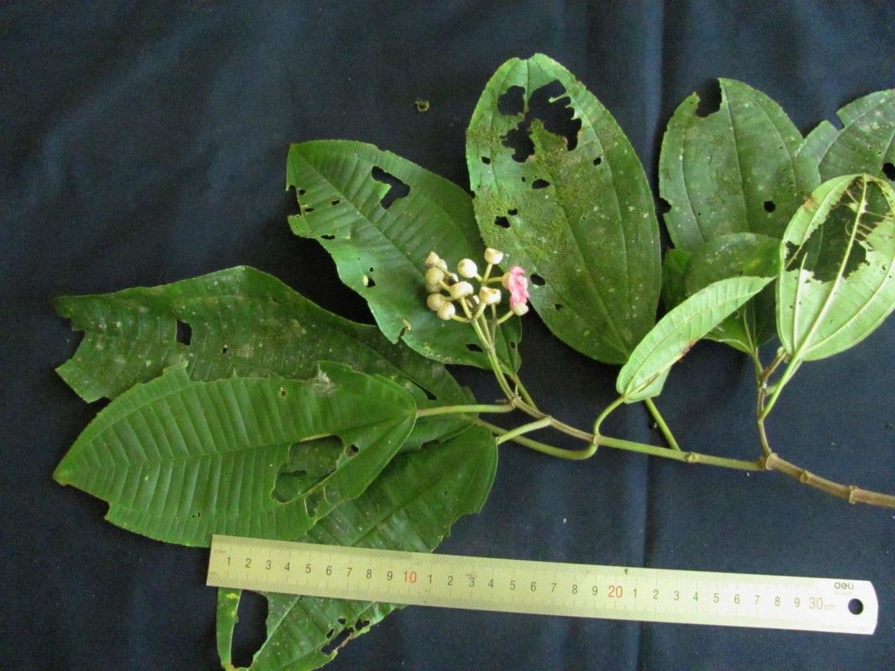 Miconia 7