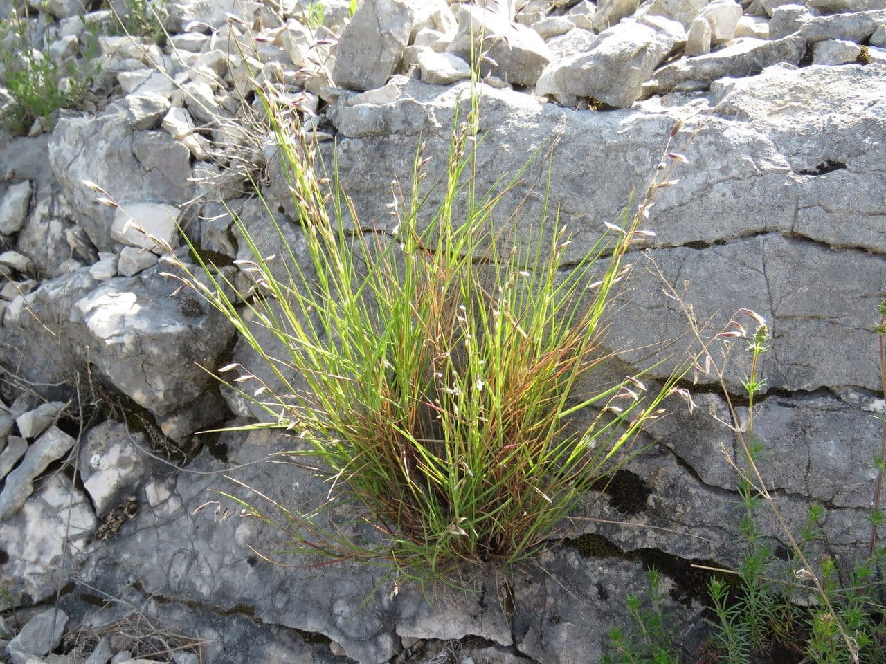Small melick 11